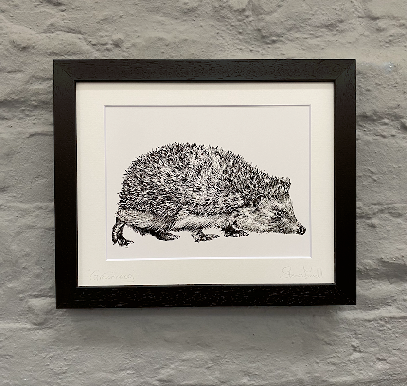 Black-framed-Irish-hedgehog
