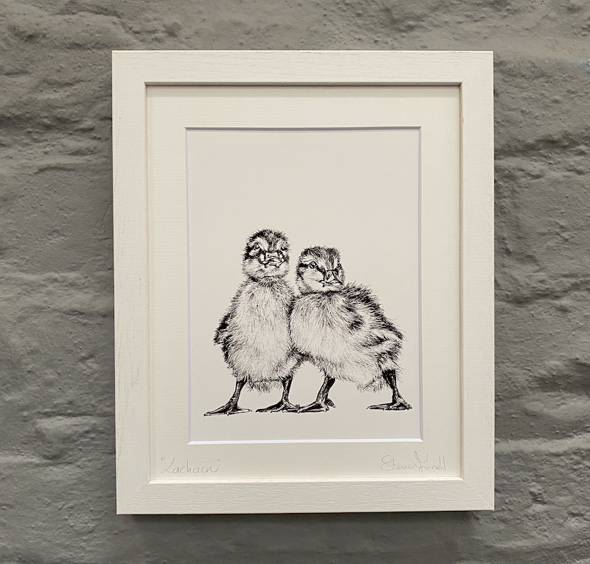 Ducklings-steven-farrell