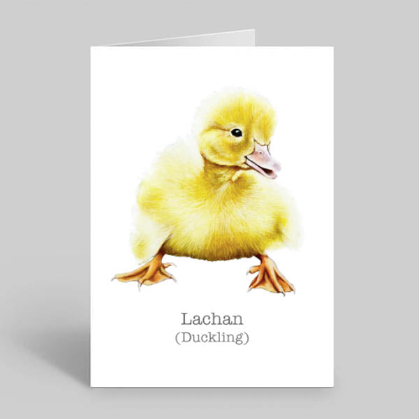 Farm-animal-duckling