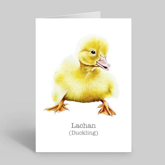 Farm-animal-duckling