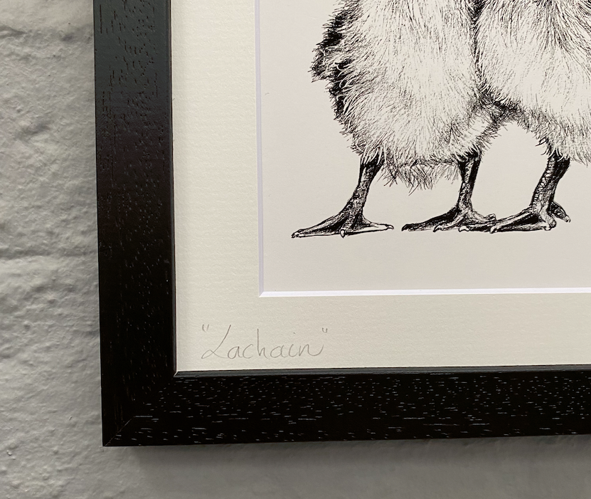 Fine-art-duckling-print