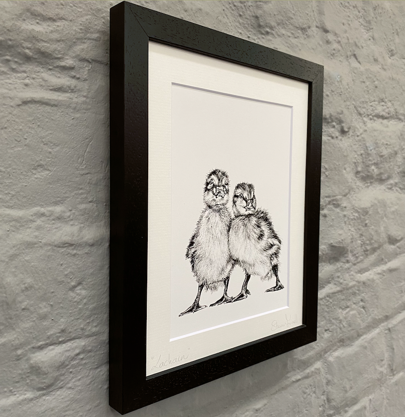 Framed-lachain-duckling