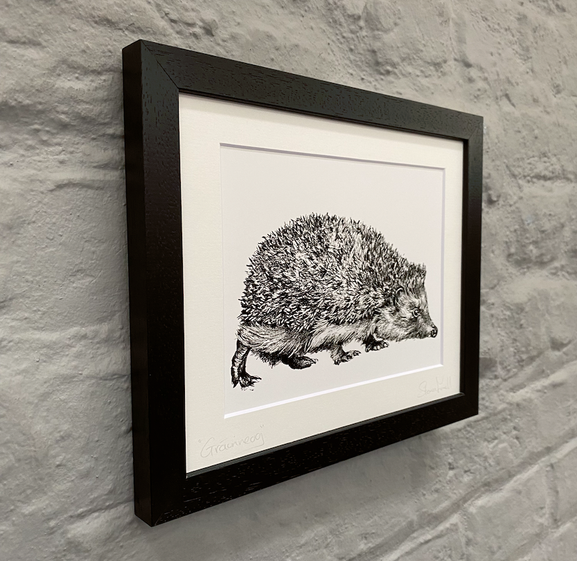 Hedgehog-illustration-artwork