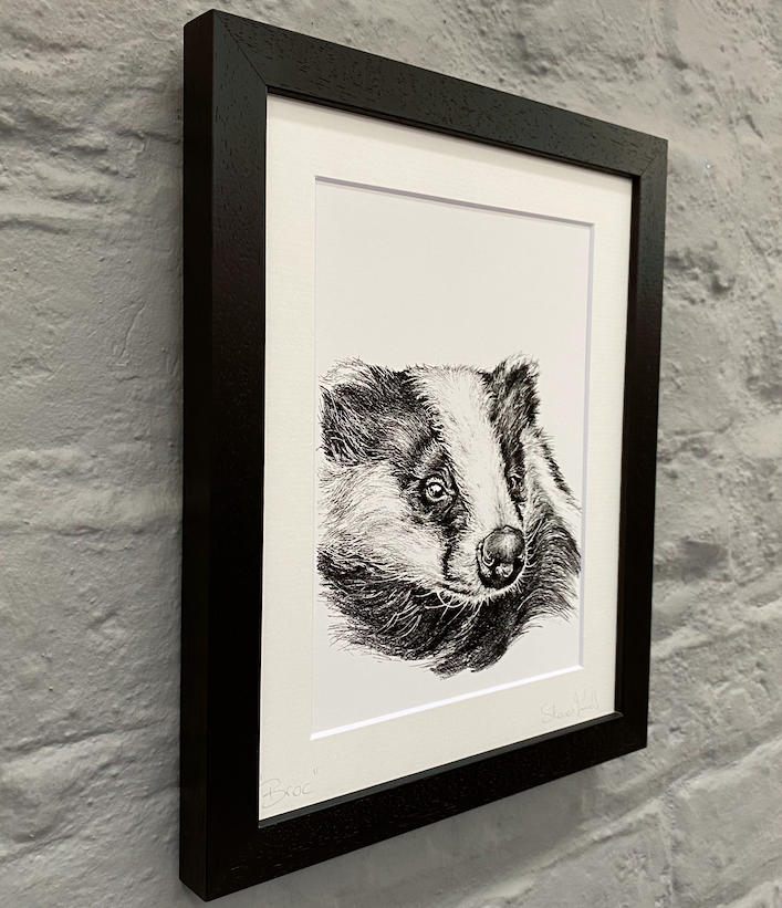 Badger-illustration