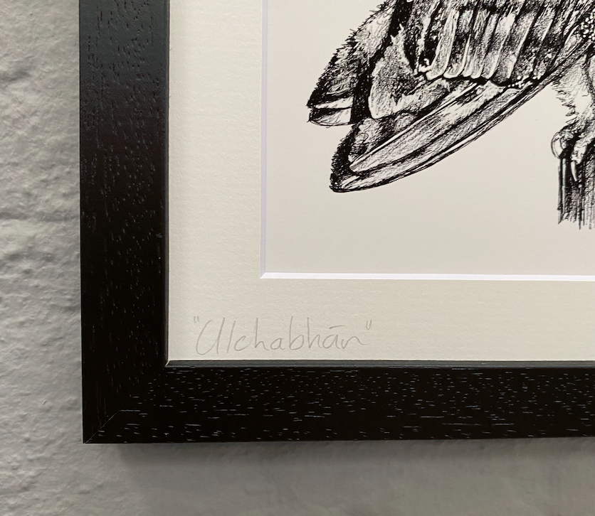 Irish-wildlife-illustration