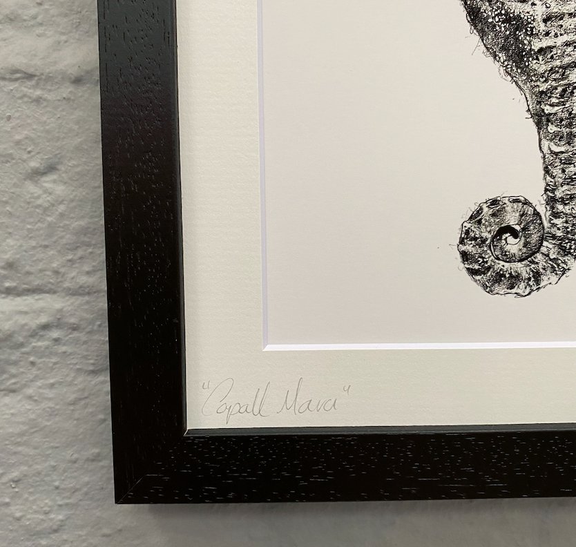 Irish-wildlife-sea-horse