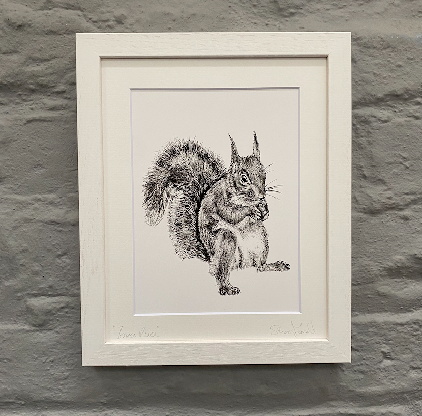 Red-squirrel-irish-wildlife