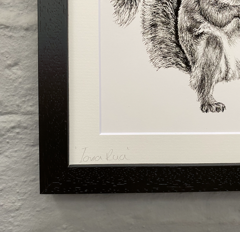 Wildlife-illustration-Irish-squirrel