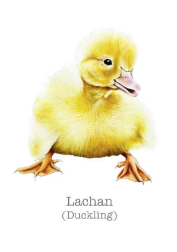 duckling-lachain-irish-language-greeting-card