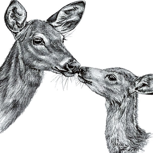 Fawn and Deer drawing pen and ink