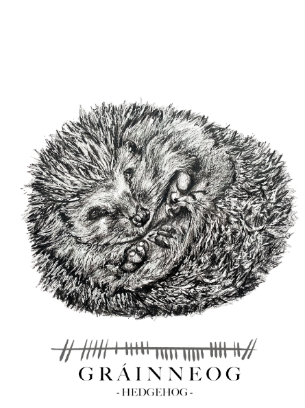 Hedgehog-Greetings-Card-Grainneog-Irish-Language-Gift-Card