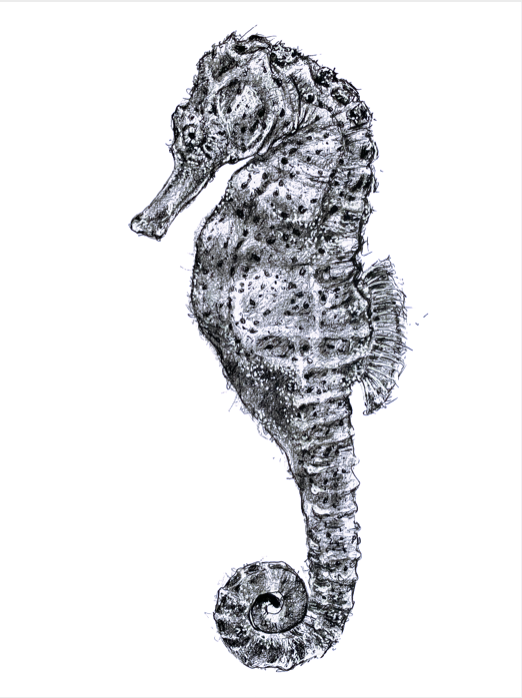 Irish-wildlife-sea-horse-image