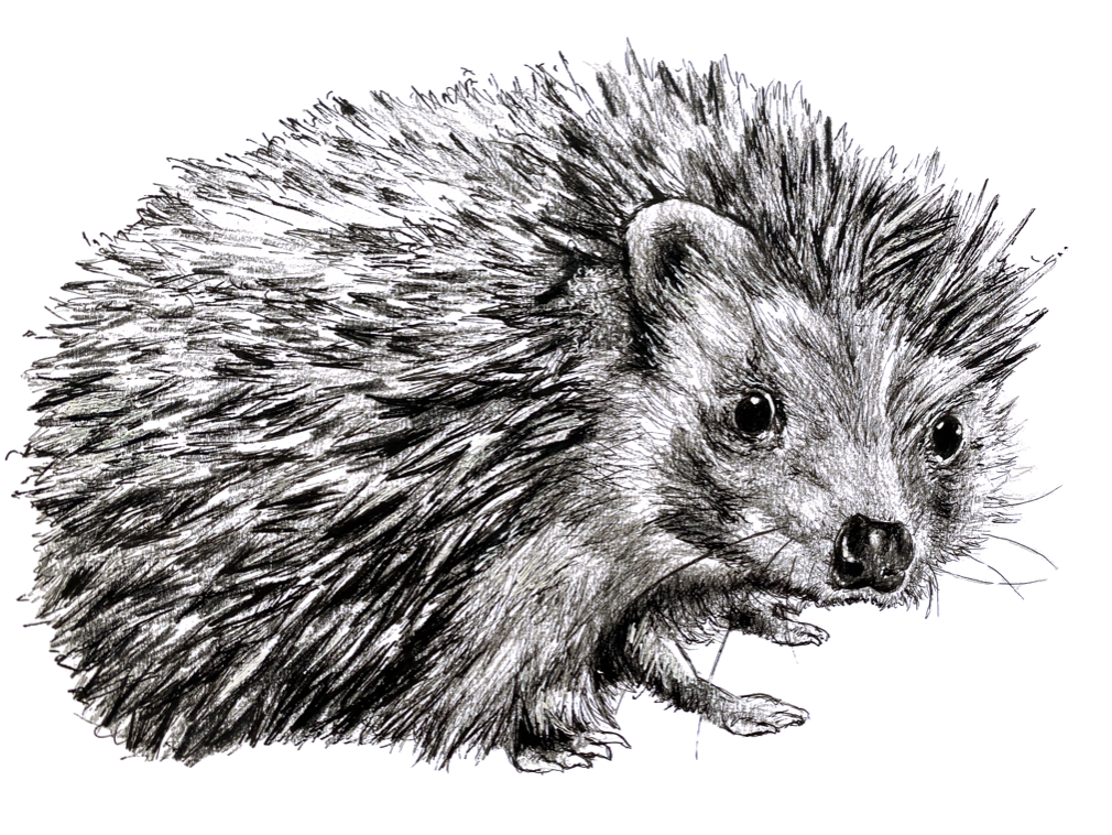 Irish gifts made in Ireland. Irish wildlife fine art prints and greetings cards by popular wildlife artist Steven Farrell