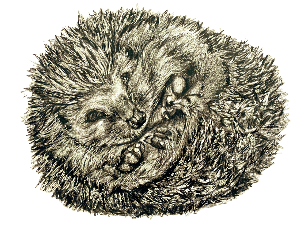 Hedgehog art gift idea by Steven Farrell