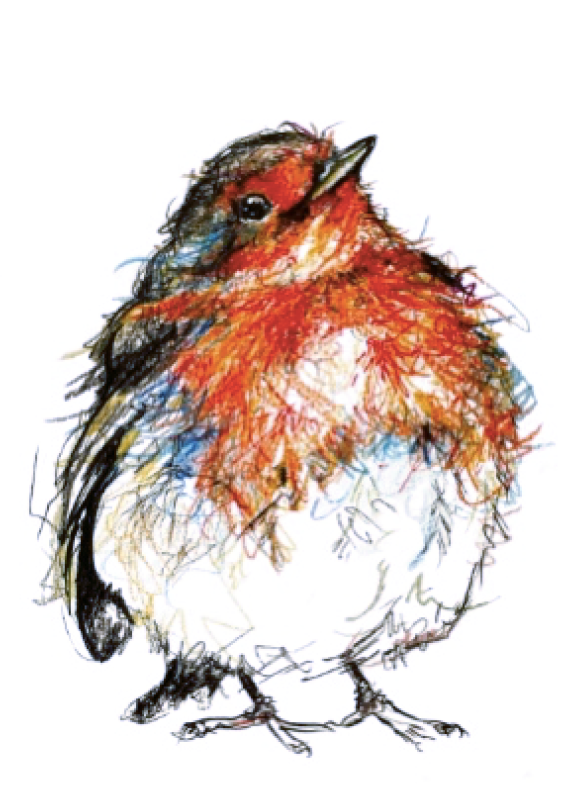 Garden-bird-Irish-Robin-Greetings-card-gift