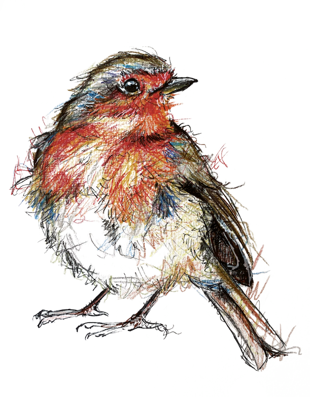 Robin-redbreast-greetings-card-Irish-wildlife-art