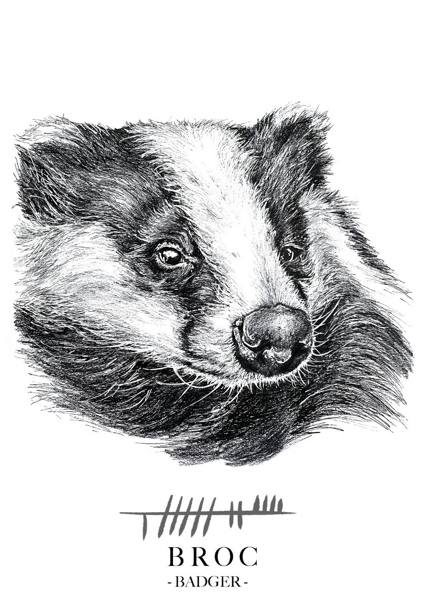 Badger-art-gift-card-Broc-Irish-Wildlife