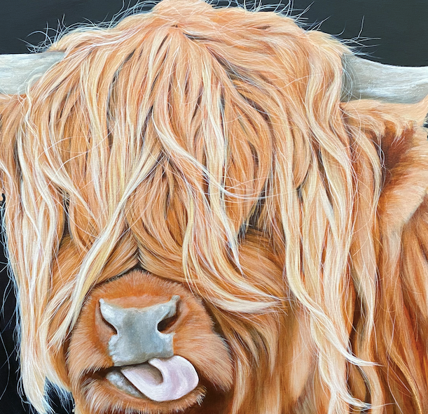 Highland-cow-close-up