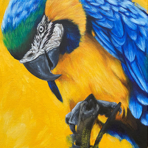 Macaw-Parrot-yellow-painting