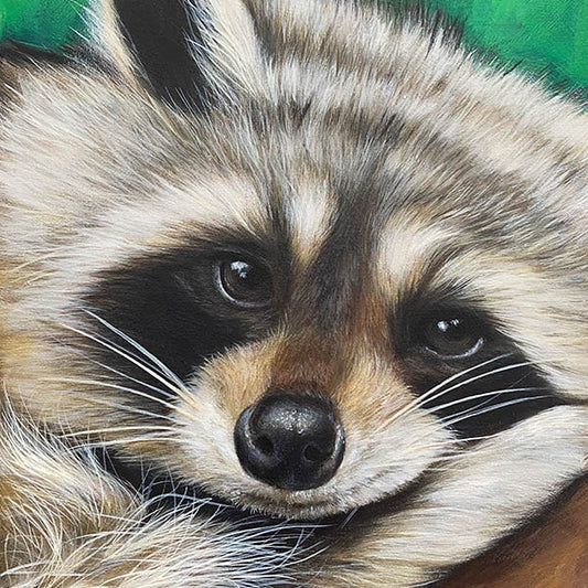 Raccoon-Wildlife-Steven-Farrell