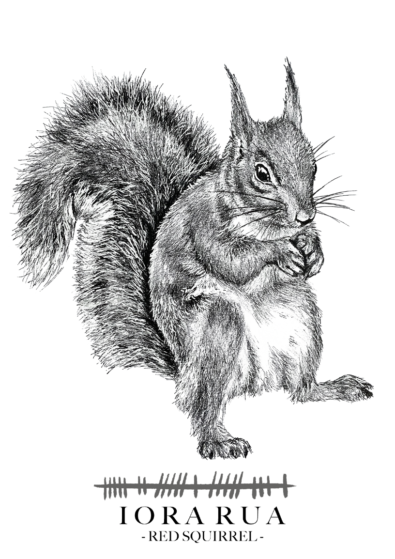 Red-Squirrel-Irish-wildlife-Ogham