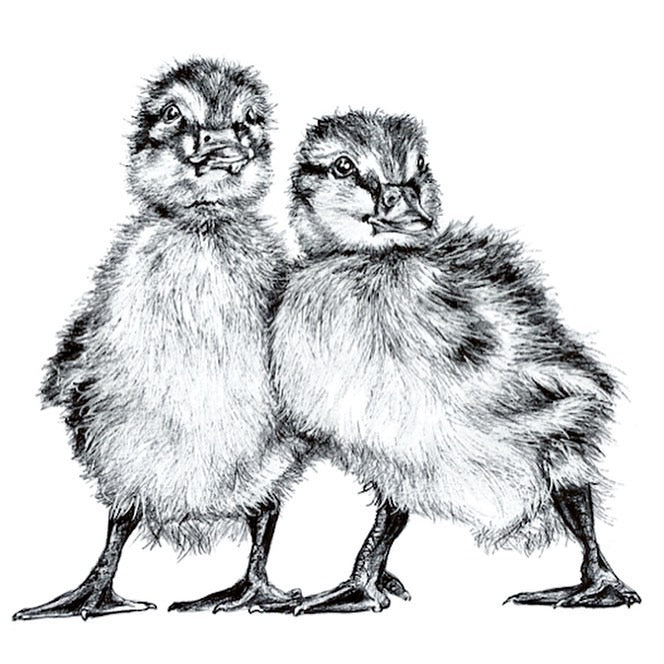 Ducklings print fine art print by Irish wildlife artist Steven Farrell