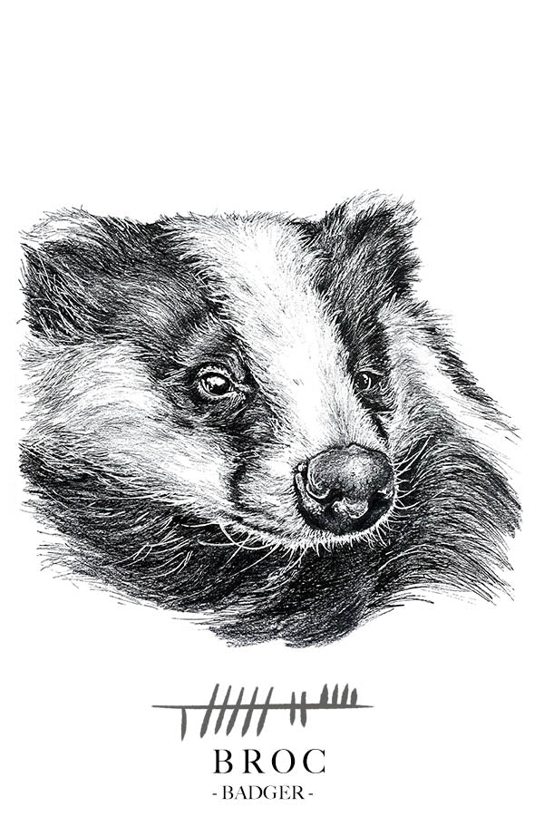Badger-Wildlife-Greetings-Card-Irish-translation-Broc-By-Steven-Farrell