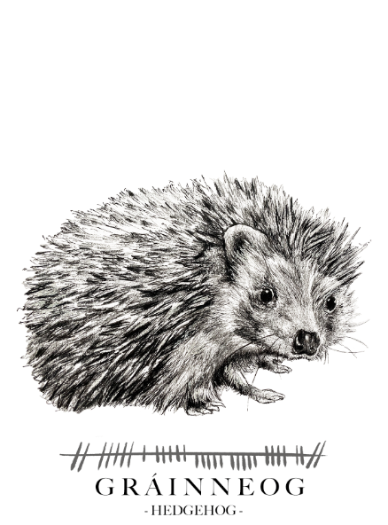 Hedgehog-Greetings-Card-Gráinneog-Irish-Language-Gift-Card-by-Steven-Farrell.jpg