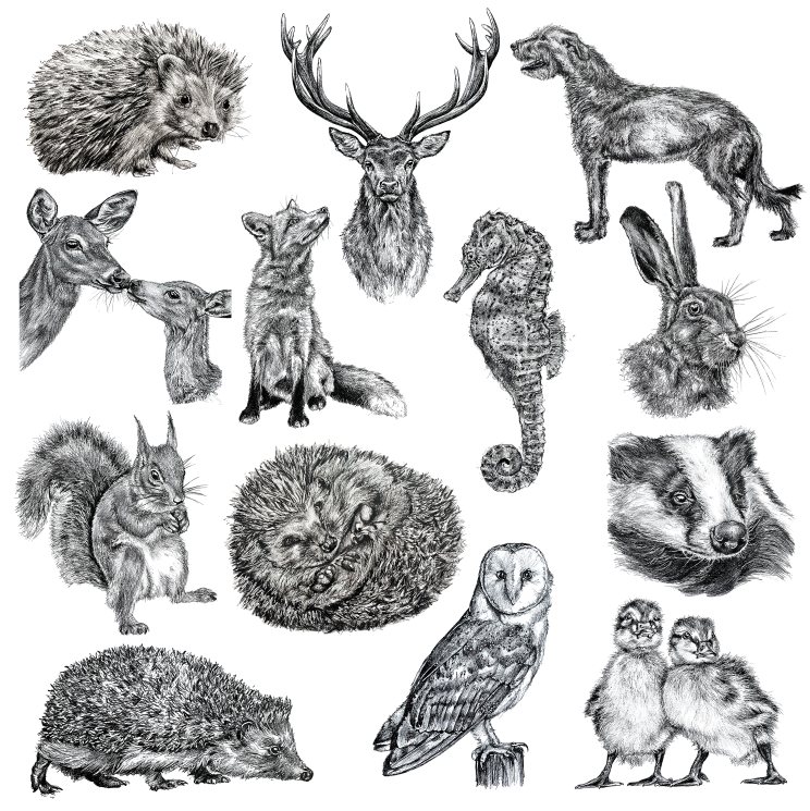 Irish-wildlife-drawing-wolfhound-fox-stag-hedgehog-hare-squirrel-owl-duck-badger-deer-fawn.
