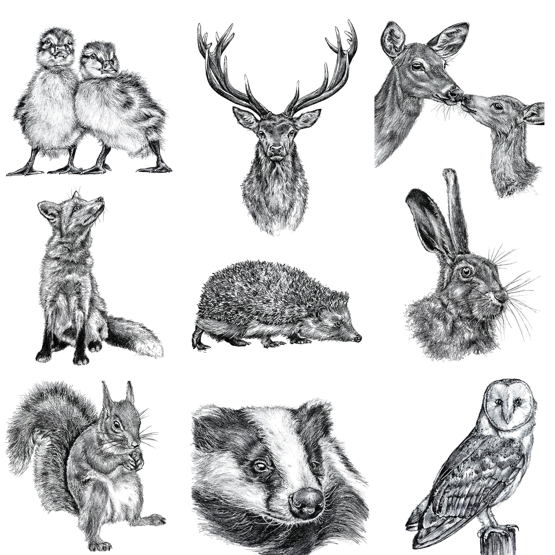 Irish artwork wildlife drawings
