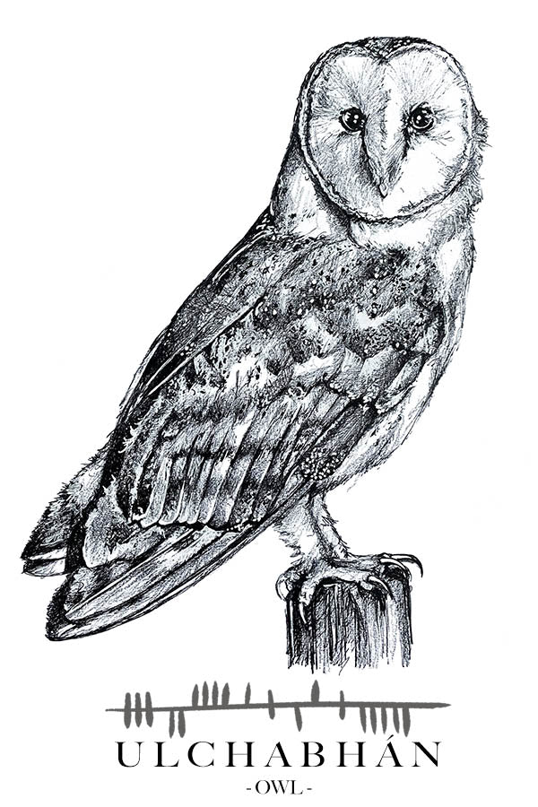      Owl-greetings-card-irish-language-ulchabhan