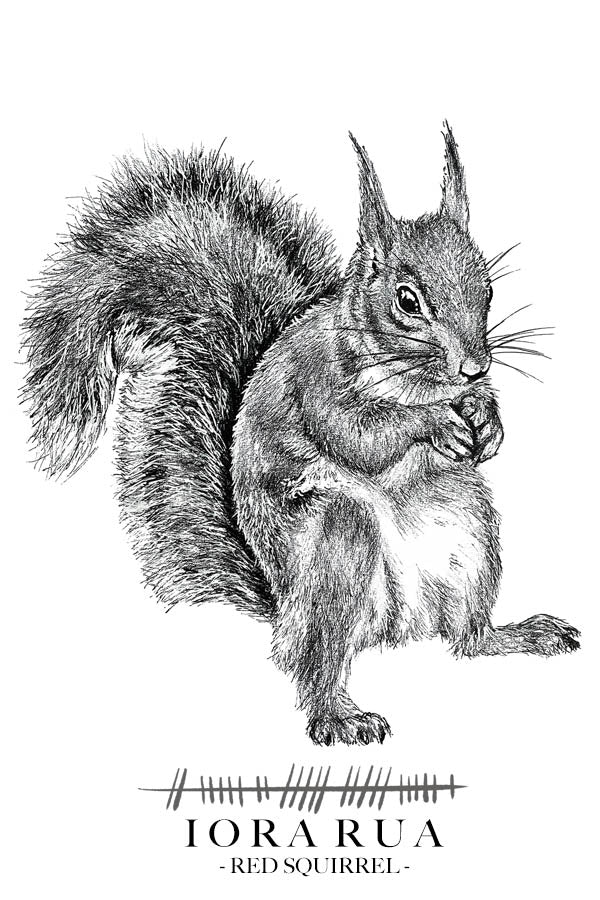 Red-squirrel-greetings-card-irish-language-ioa-rua