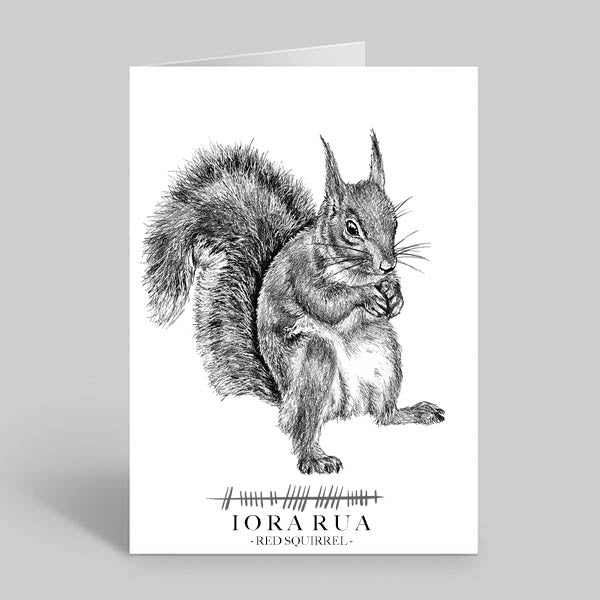 Iora Rua Greetings Card - Red Squirrel - Iora Rua - Irish Wildlife – Steven ...
