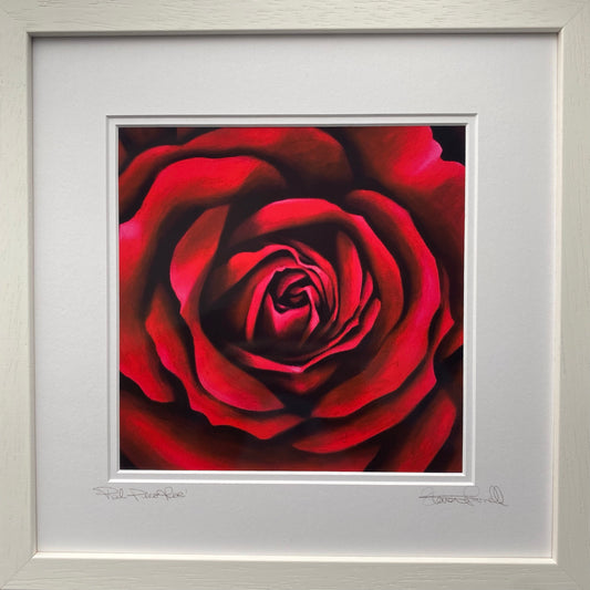 Fine Art Print - Red Paris Rose - Romance Gift