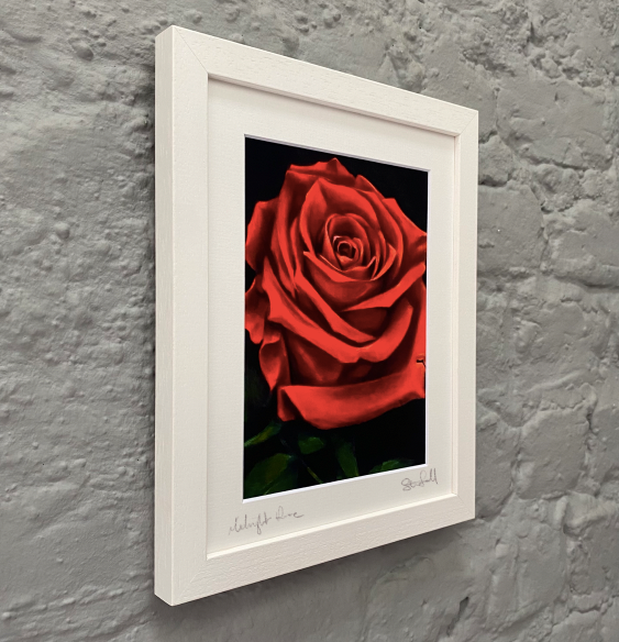 Fine Art Print - Midnight Rose - Romance Gift