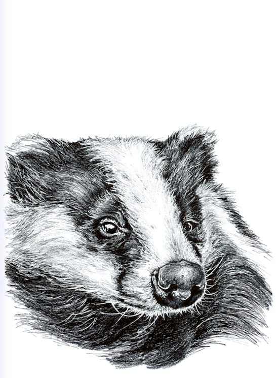 Irish badger wildlife gift idea