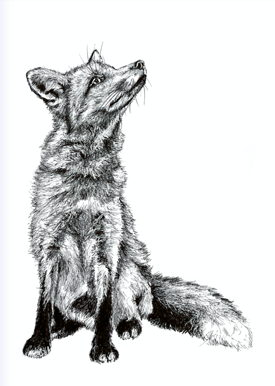 Fox, Irish wildlife print by artist Steven Farrell